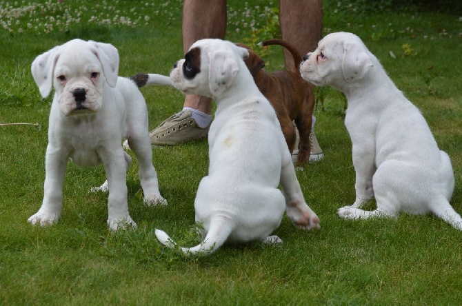 Des Mômes D'Opale - petits chiots deviendront grands!