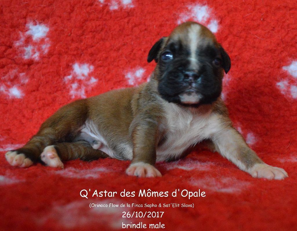 Des Mômes D'Opale - Boxer - Portée née le 26/10/2017